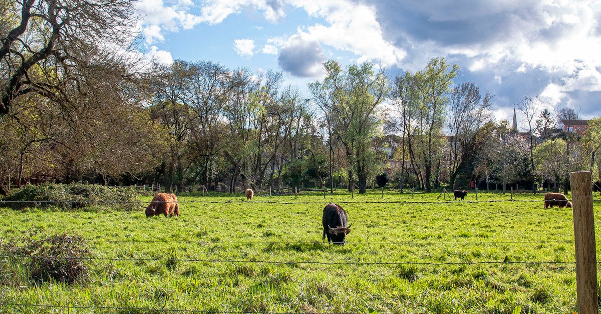 How much is the cheapest fencing?